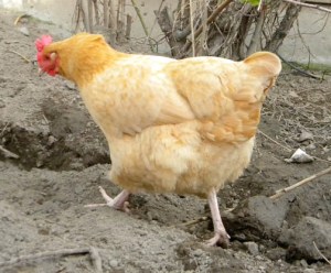 hen running