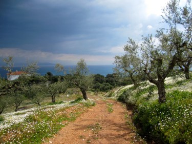 Olive grove overlooking the Ionian Sea 