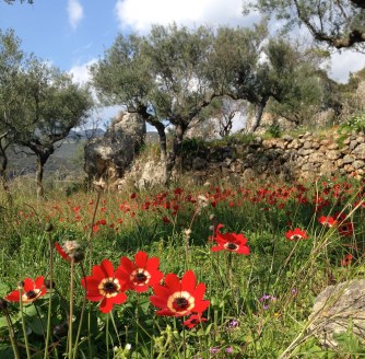 red poppies in old kardamyli