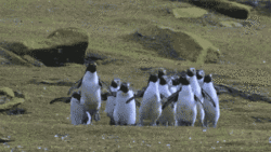 jumpingpenguins